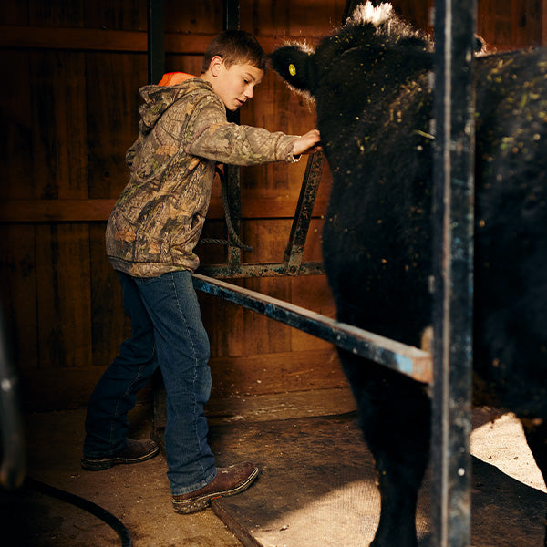 Child interacting with a cow in a barn setting