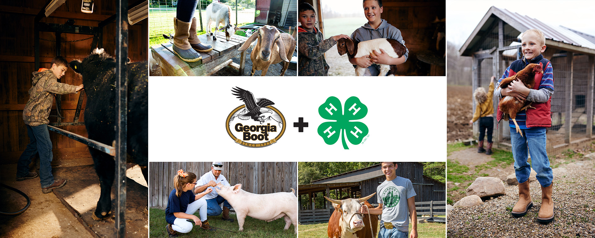 Various images of 4H members tending to their animal projects. Boy brushing his cow. Girl feeding a pig with her father. 
                    Boy smiling while holding a chicken. Brothers smiling while holding a baby goat.